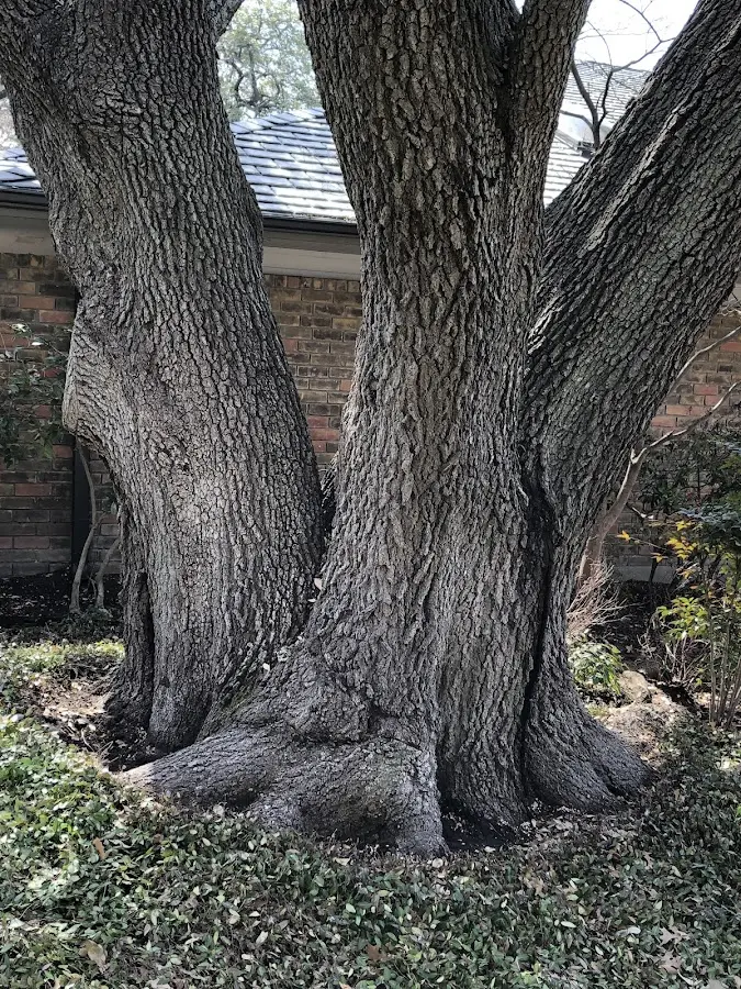Mature heritage tree close to a Bradford property cared for by certified arborists